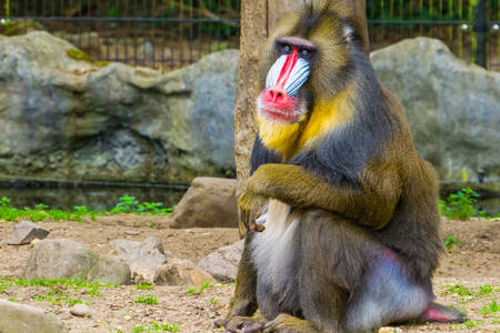 Mandrill