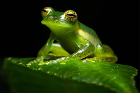 Glass frog