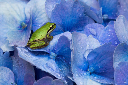 Broasca pe hortensie