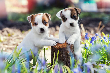 Jack-Russell-Terrier-Welpen