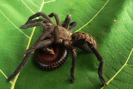 Spinne auf einem grünen Blatt