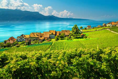 Vignobles près du lac Léman