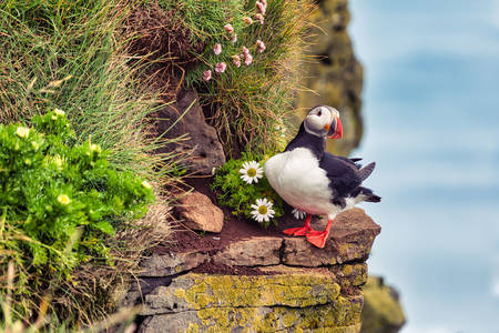 Fratercula arctica on the rock