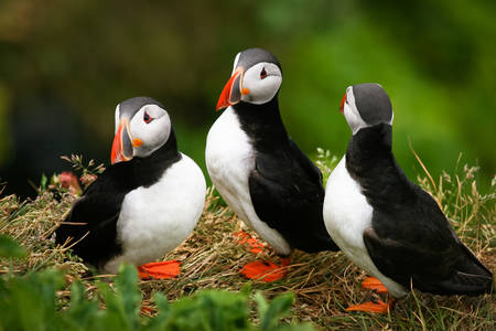 Famiglia Puffin