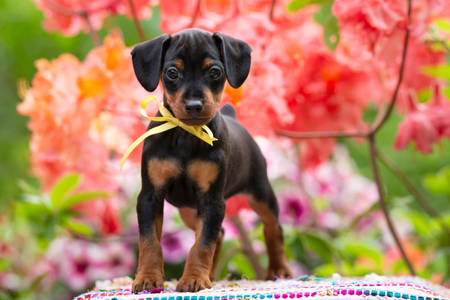 Miniature Pinscher puppy