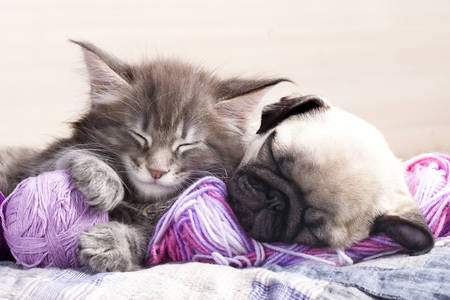 Maine Coon Kätzchen und Mops Welpe