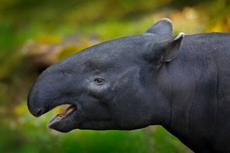 Malayan tapir