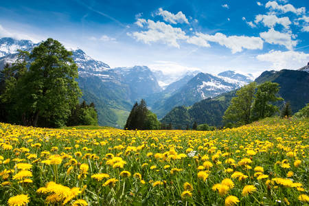 Campo-leão em Braunwald