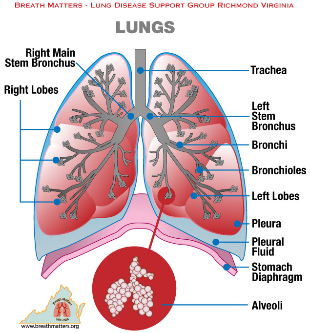 Quotes About Breathing And Lungs. QuotesGram