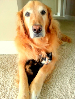 40 Dogs and Cats Who Just Love to Cuddle