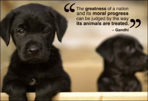 ... pictures: Animal quotes, animal cruelty quotes, animal rights quotes