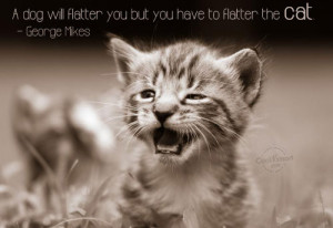 Cat Quotes and Sayings