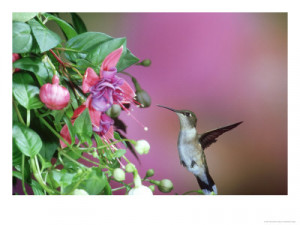 Hummingbird Poems and Quotes