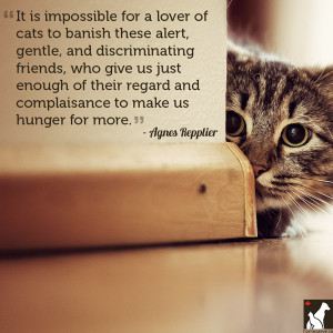 11 Quotes for the Love of Dog (or Cat)