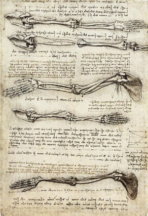 Leonardo Da Vinci anatomy drawing! ~