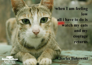 Download and share these pet postcards featuring famous quotes from ...