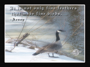 Birds quotes, larry bird quotes, bird quote