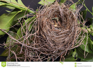 Empty Bird Nest Stock Photo