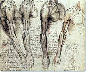 Detail of Anatomical Studies of the Muscles of the Neck, Shoulder ...