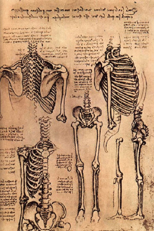 Leonardo da Vinci's Anatomical Art!