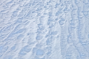 footprints-in-snow_medium.jpg