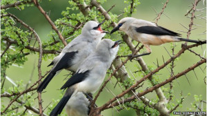 63435090_ethiopianbushcrowfamily.jpg