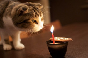 Scottish fold cat - Birthday