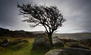 Just look how the wind has distorted the shape of the tree.