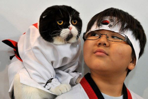 Karate Cat - Return to Funny Animal Pictures Home Page