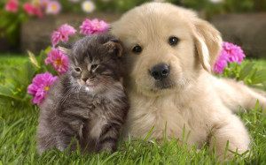 Famous Quotes About Dogs and Cats