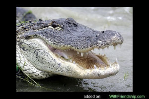 Alligator