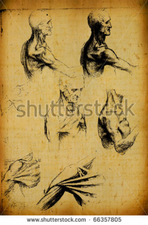 Anatomy art by Leonardo Da Vinci from 1492 on textured background