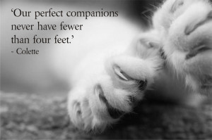 Cats Pet Loss Quotes