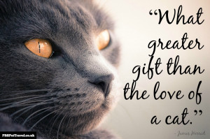 cat quote 2