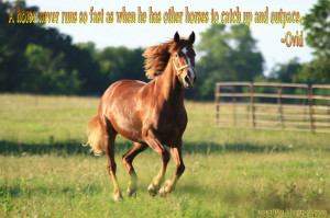 HORSE QUOTES WALLPAPER