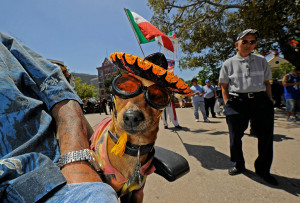 /Doberman mix attends Cinco de Mayo festivities on May 5, 2010, at El ...