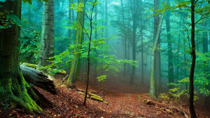 Forest Fog | 1920 x 1080 | Download | Close