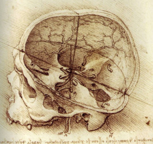 Leonardo Da Vinci anatomy drawing! ~