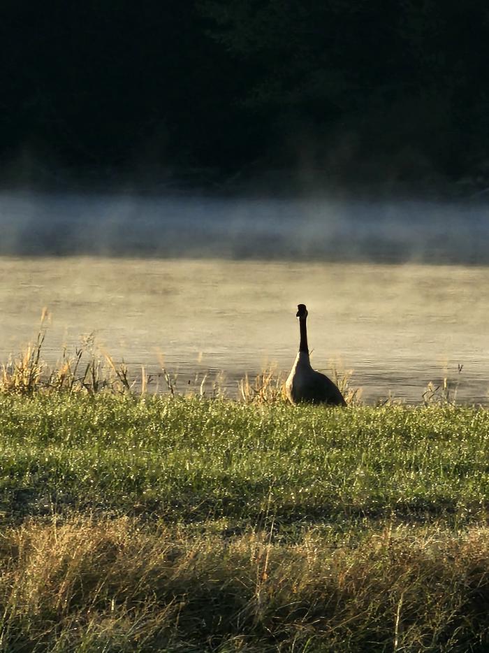 Mornings at Davislocal geese