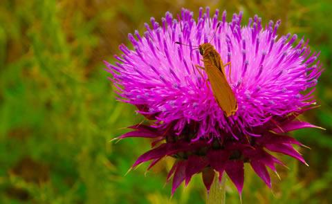 pink flower with butterflybutterfly on flower