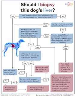 Normal liver function tests in dogs