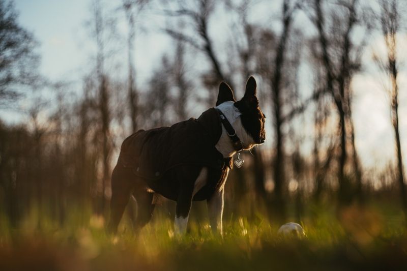 How Long Is A Boston Terrier's Life Expectancy