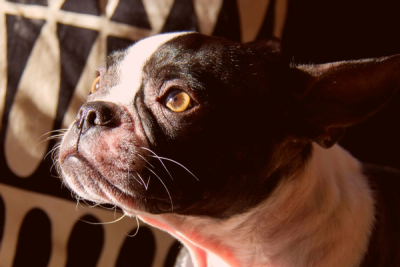 side profile of Boston Terrier