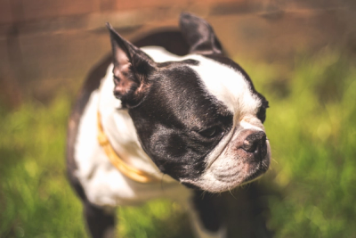 Boston Terrier side profile closeup