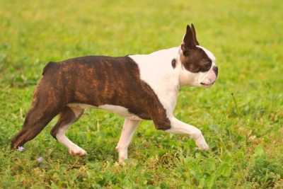 Boston Terrier walking on a field