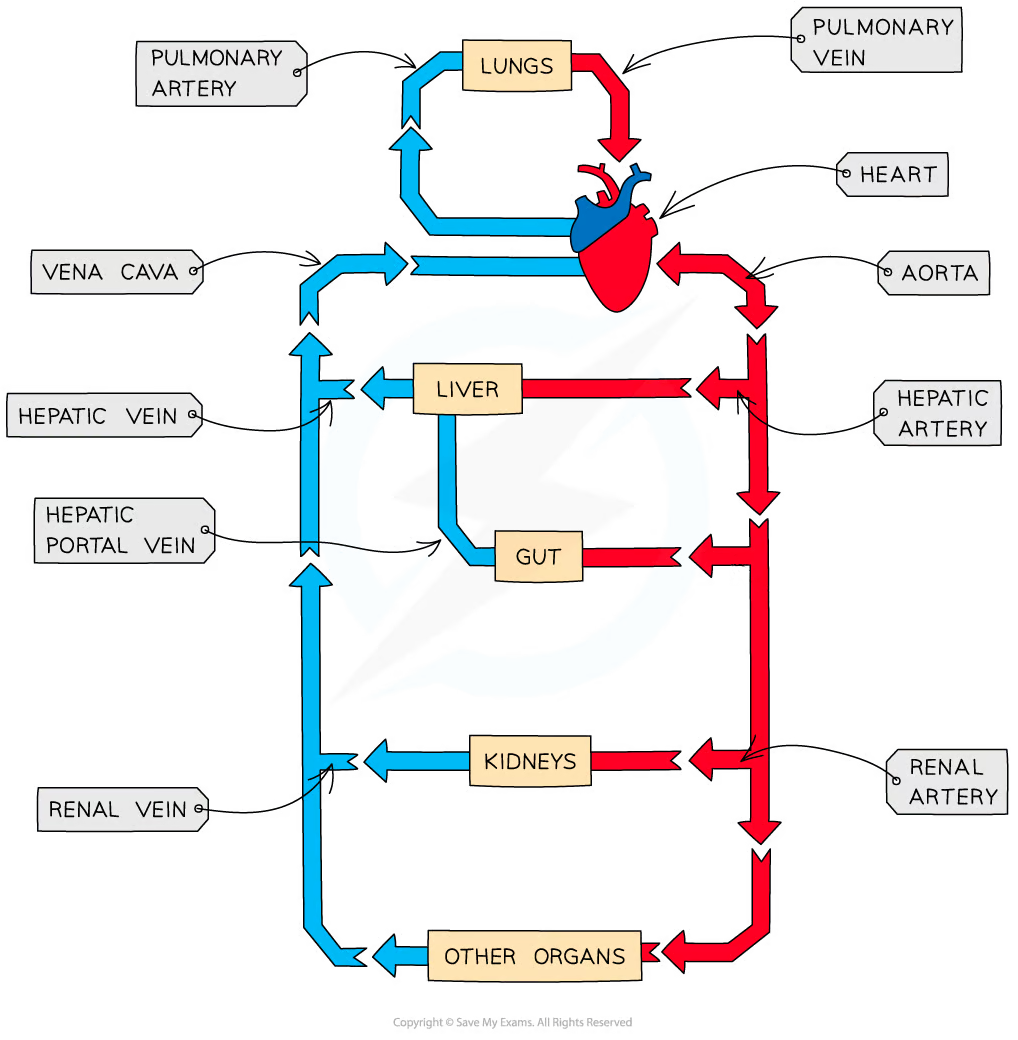 Circulation Around the Body | Cambridge O Level Biology Revision Notes 2023