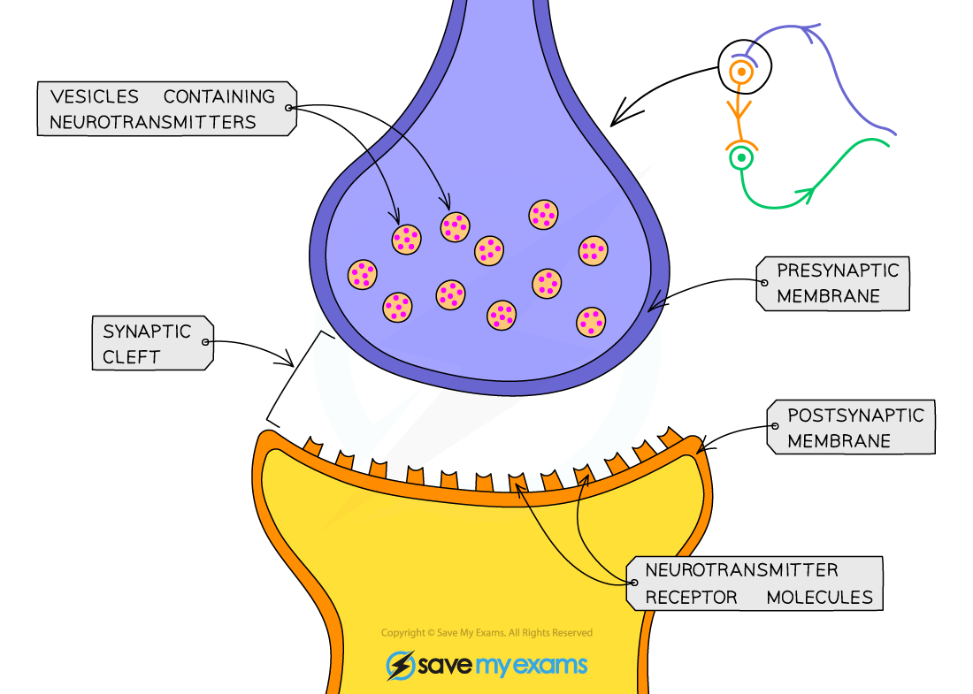 Synapses | Edexcel GCSE Biology: Combined Science Revision Notes 2018