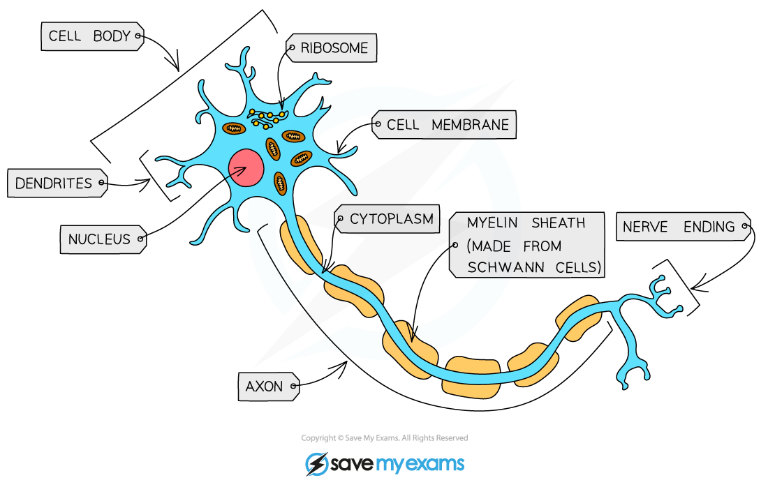 1.1.3 Cell Specialisation | AQA GCSE Biology: Combined Science Revision ...