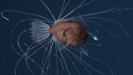 A pair of fanfin anglers (Caulophryne jordani). Image credit: Rebikoff-Niggeler Foundation.