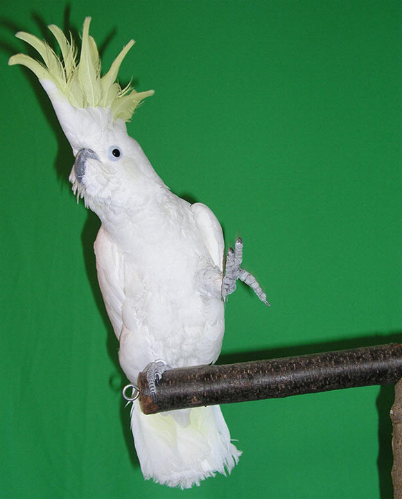 Snowball, a male sulphur-crested cockatoo (Cacatua galerita eleonora). Image credit: Patel et al, doi: 10.1016/j.cub.2009.03.038.